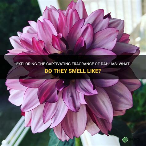 dahlia perfume dupe|what does dahlia smell like.